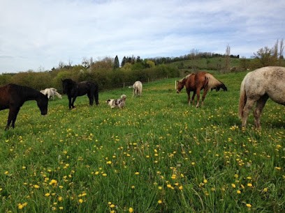 Haras De Quinssat, Pension pour Chevaux à Abrest