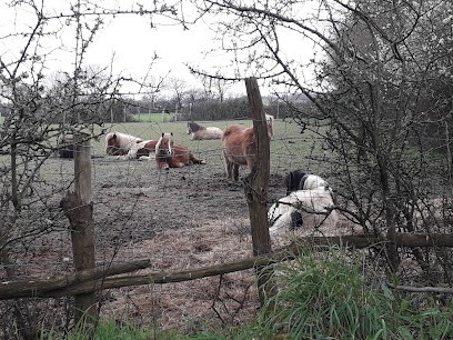 Equestrian Space Du Pays De Retz, Centre Equestres à Chauvé