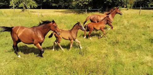 Haras Du Périgord, Centre Equestres à Loubejac