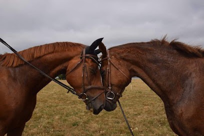 Ecurie Horse Solution - Léa Billon, Centre Equestres à Plélan-le-Petit