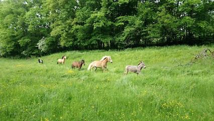 Les Ecuries d'Augias, Pension pour Chevaux à Saint-Clément
