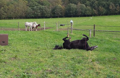 Horse Farm L'écrin De Capucine, Centre Equestres à Lintot