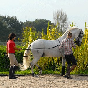 Bordeaux Cheval Club - Equestrian Center & Pony Club, Centre Equestres à Fargues-Saint-Hilaire