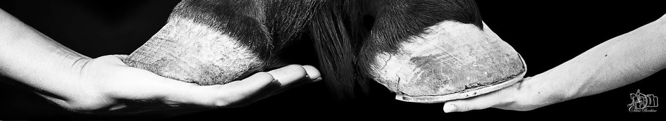 Écuries de Persévère, Pension pour Chevaux à Alleins