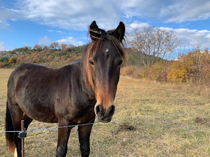 Poney Club & Elevage De La Gardiole, Centre Equestres à La Bâtie-Vieille