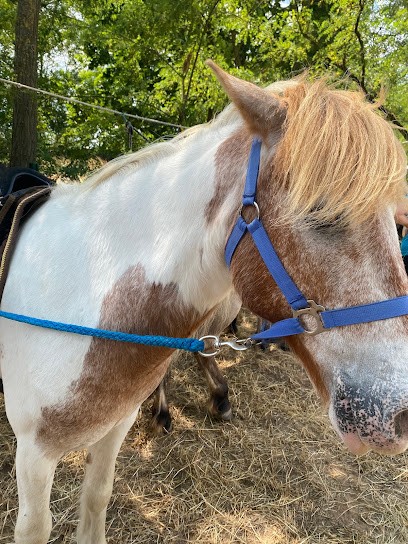 Pension et Poney-Club De L'Etoile, Centre Equestres à Saint-Georges-de-Reneins