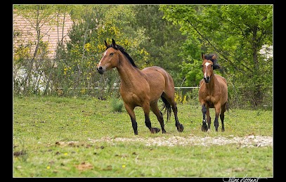 L'equitation Autrement, Centre Equestres à Méry-sur-Cher