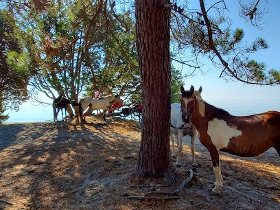 Cavallu&Co, Centre Equestres à Ghisonaccia