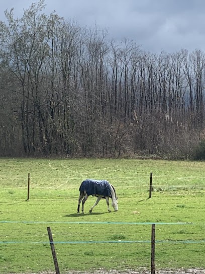 Equi progress, Pension pour Chevaux à Saint-Cassien