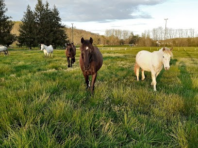 Poney Club De St Pantaly D Excideuil, Centre Equestres à Saint-Pantaly-d'Excideuil