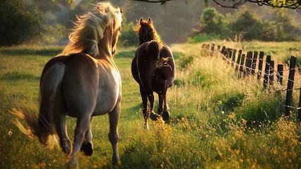 Elevage de Fontenetain, Centre Equestres à Saint-Pierre-la-Garenne
