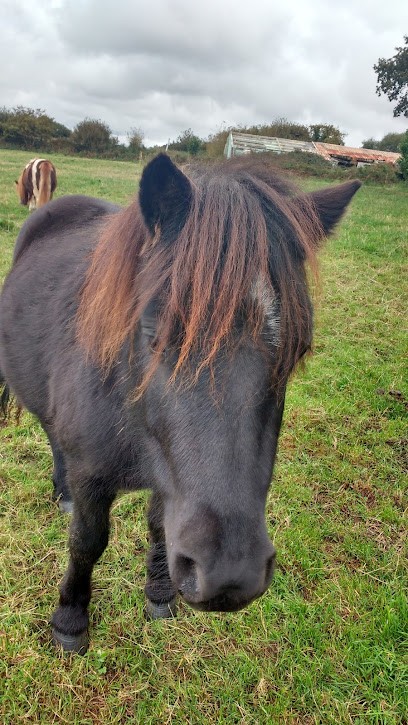 ECURIE AR ROC H, Centre Equestres à Dirinon