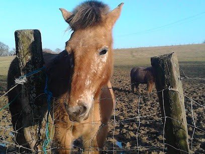 Pony Club D'heillecourt, Centre Equestres à Heillecourt