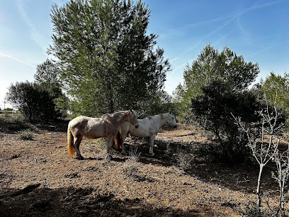Ecurie Ferrarini, Pension pour Chevaux à Gardanne