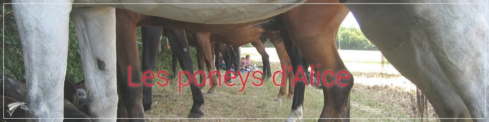Les Poneys D'alice, Centre Equestres à Mesnil-sur-l'Estrée