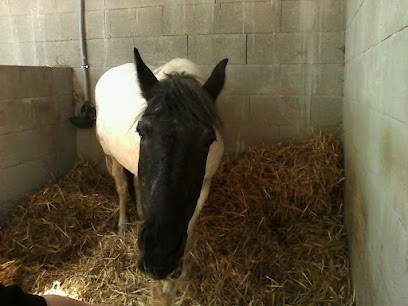 Ceca, Écuries Du Clos D'ardennes, Centre Equestres à Saint-Contest