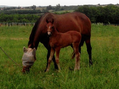 Haras Des Capitelles, Centre Equestres à L'Honor-de-Cos