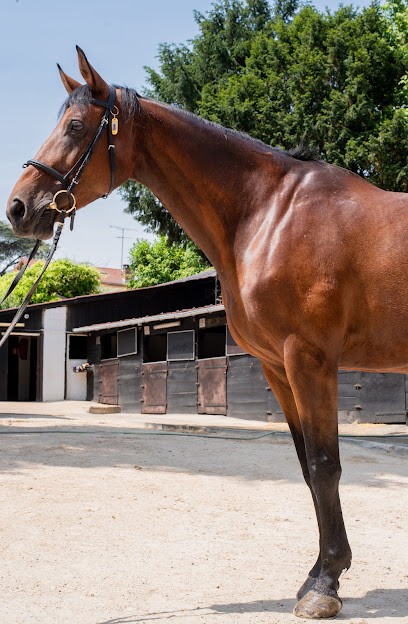 Tous En Selle Poney Club De Vitry, Centre Equestres à Vitry-sur-Seine