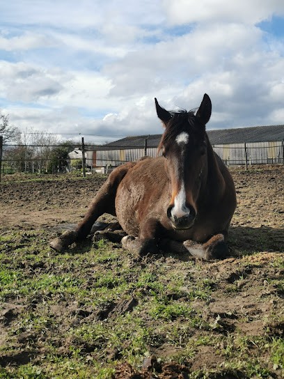 Cheval Decouverte Ecurie De Mauny, Centre Equestres à Trémentines