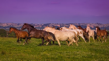 HARAS DE BOUCHETIS, Pension pour Chevaux à Gratens