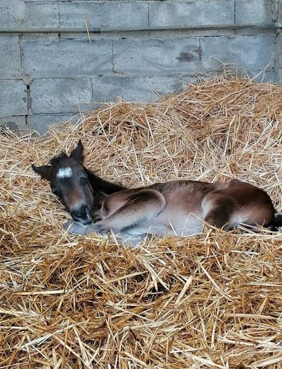 Écurie De Phéline, Centre Equestres à Ossun