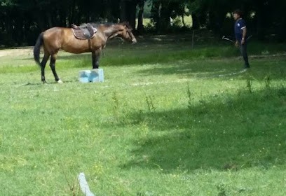 Cerf - Center Riding Rural Du Frontonnais, Centre Equestres à Fronton