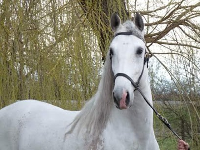 Ecurie du Nirvana, Pension pour Chevaux à Jas