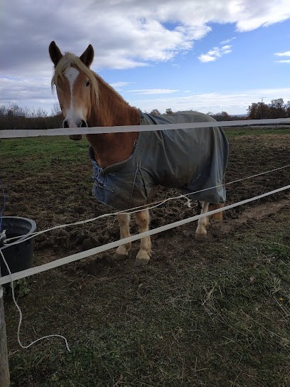 Les Ecuries du Madel, Pension pour Chevaux à Puylaroque