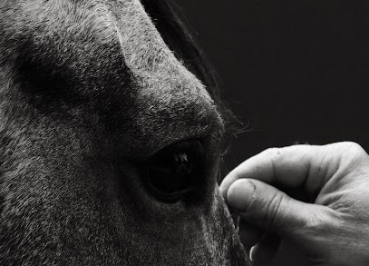 Ecurie Du Louet, Pension pour Chevaux aux Garennes sur Loire