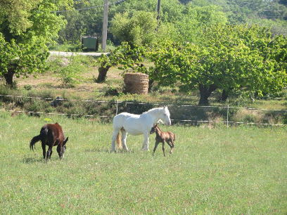 La Ferme Équestre Des Neyrons Pension Pour Chevaux à Malemort-du-Comtat