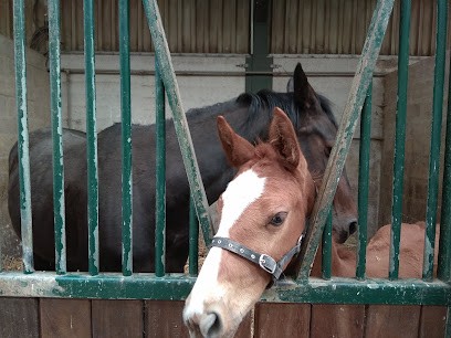 ECURIES DE ST LADRE, Centre Equestres à Erquery