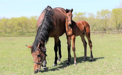 Écurie Des Loups, Centre Equestres à Précigné