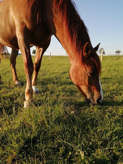 Écurie de la Plante Verte, Pension pour Chevaux à Barisey-au-Plain