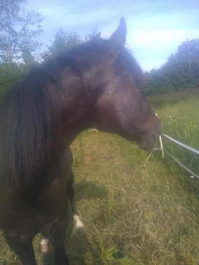 Farm De L'herberie, Centre Equestres à Ombrée d'Anjou