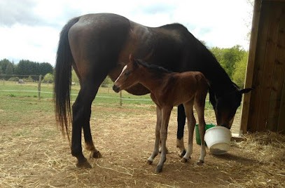 Écurie de propriétaires - Les Lavaudes, Pension pour Chevaux à Gourdon