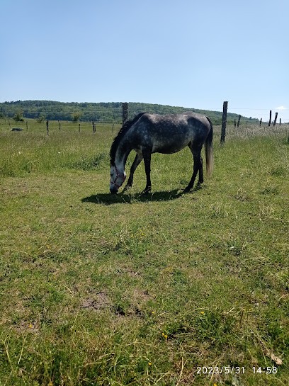 Les Écuries De Montfort, Centre Equestres à Domèvre-sous-Montfort