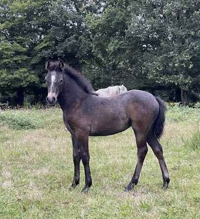 Écurie De La Motte Aux Rochers, Pension pour Chevaux à Québriac