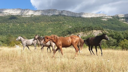PENSION MOUIROUES E.I LA CONDAMINE, Pension pour Chevaux à Digne-les-Bains