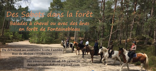 Des Sabots Dans La Forêt - Balades à Cheval à Fontainebleau, Centre Equestres à Ury