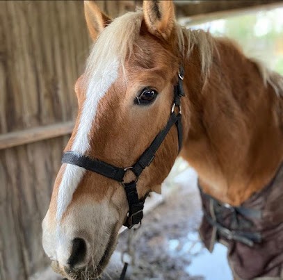 CENTRE EQUESTRE D AUQUAINVILLE, Centre Equestres à Livarot-Pays-d'Auge
