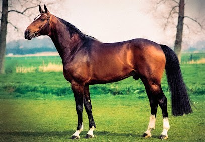 Béligneux Le Haras, Centre Equestres à Servas