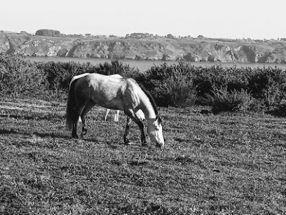 Pony Club Du Mengam, Centre Equestres à Plouzané
