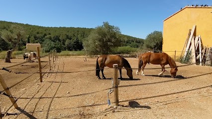 Ecuries De Bacylo, Centre Equestres à Sanary-sur-Mer