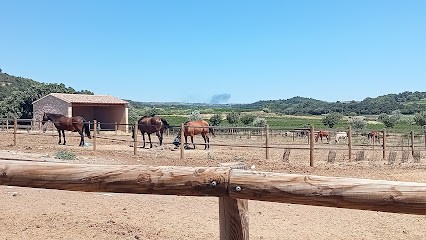 Equi-P Domaine Equestre, Centre Equestres à Plaissan