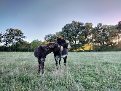 La Grange des Selles, Pension pour Chevaux à Bellac