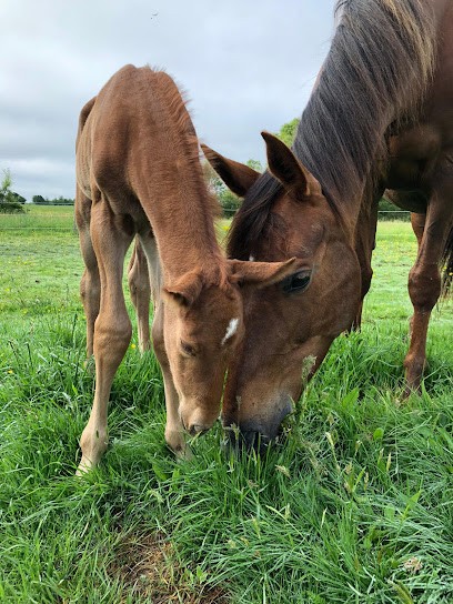 Écurie de Bovel, Pension pour Chevaux à Bovel