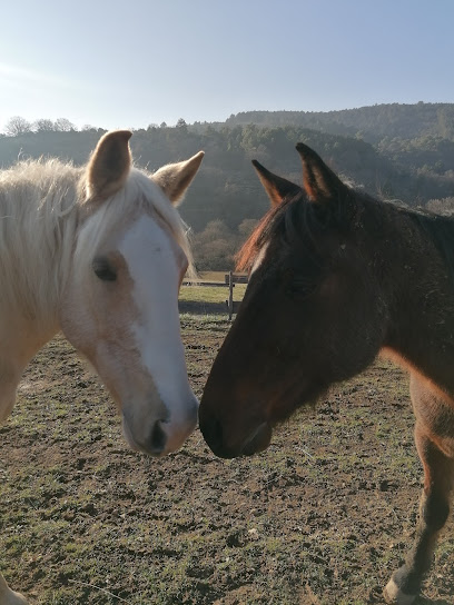 Le Ranch De Chabrillère, Pension Pour Chevaux à Saint-Andéol-de-Berg