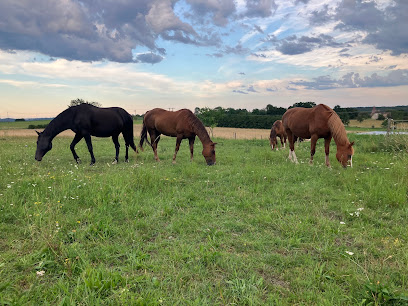 Ecurie De La Fontaine Pension Pour Chevaux à Mackwiller