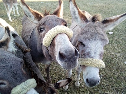 Auprès De Mon âne, Centre Equestres à Villard-de-Lans