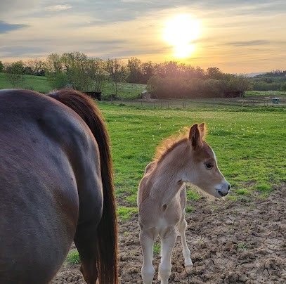 HARAS DE BOIS DIEU, Centre Equestres à Lissieu